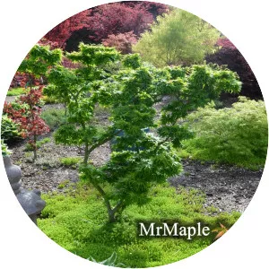 Japanese maple