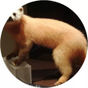 Japanese marten - Animal