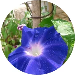 Japanese morning glory