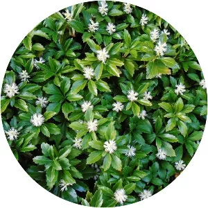 Japanese pachysandra - Plants
