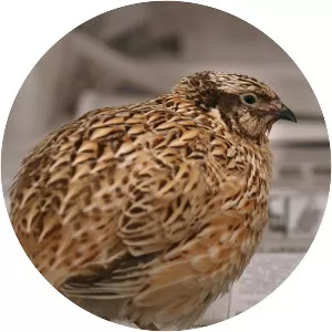 Japanese quail - Bird