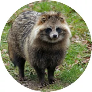 Japanese raccoon dog