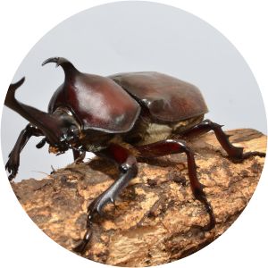 Japanese rhinoceros beetle