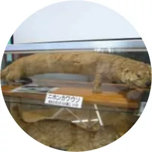 Japanese river otter
