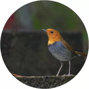 Japanese robin