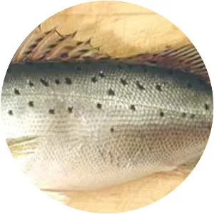 Japanese sea bass