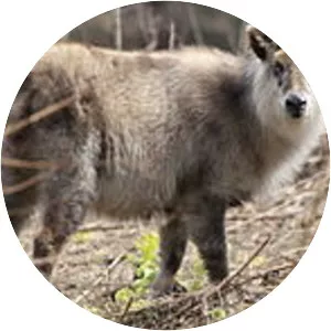Japanese serow