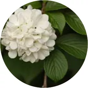 Japanese snowball