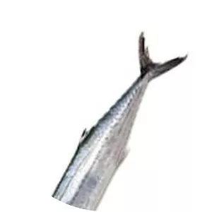Japanese Spanish mackerel