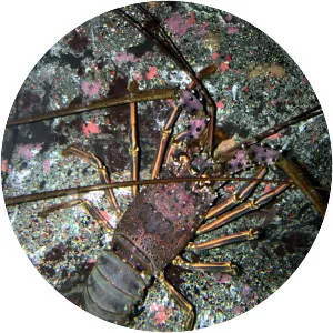 Japanese spiny lobster