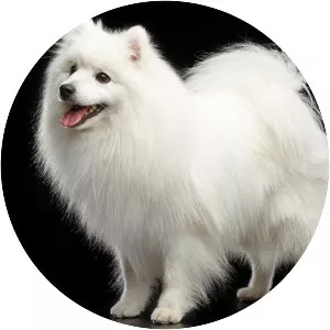 Japanese Spitz
