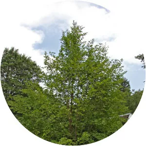 Japanese stewartia - Plants