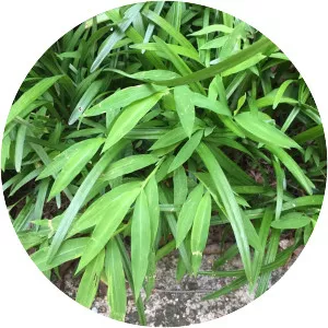 Japanese stiltgrass - Plants