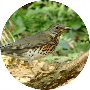 Japanese thrush