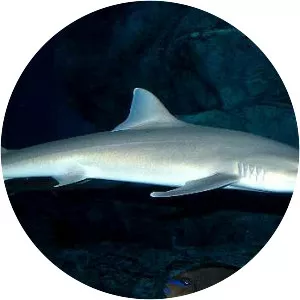 Japanese topeshark