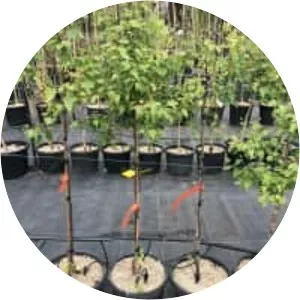 Japanese white birch - Plants