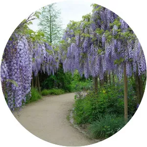 Japanese wisteria