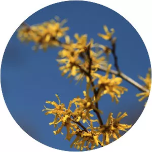 Japanese witch hazel