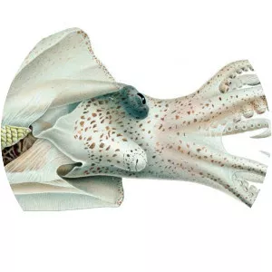 Japetella diaphana - 