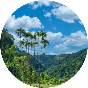 jardin de balata la baignoire de joséphine martinique