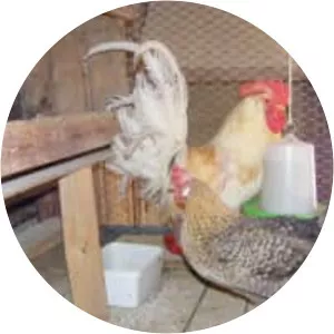 Jærhøns - Chicken breed