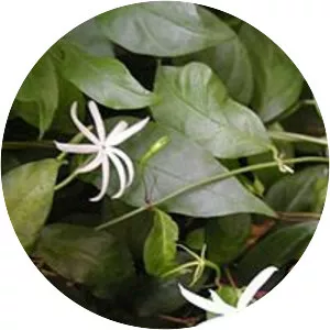 Jasminum adenophyllum