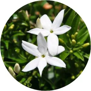 Jasminum angulare - 