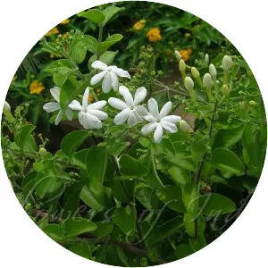 Jasminum auriculatum