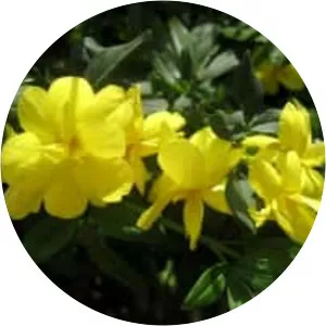 Jasminum floridum