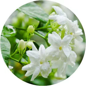 Jasminum grandiflorum