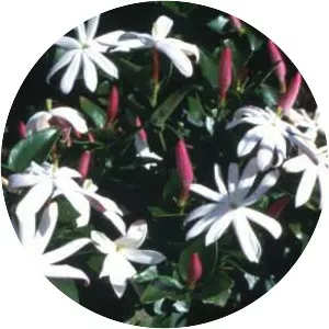 Jasminum multipartitum
