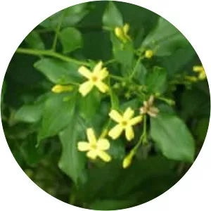 Jasminum odoratissimum - 