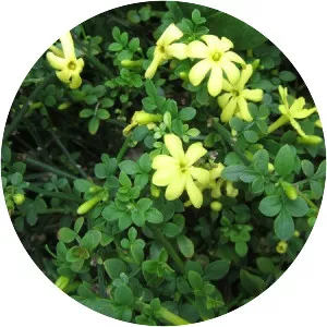 Jasminum parkeri