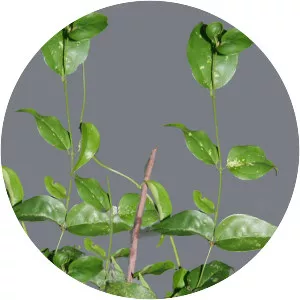 Jasminum subtriplinerve - Plants