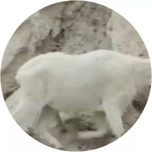 Jasper National Park Of Canada