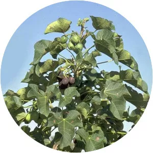 Jatropha curcas