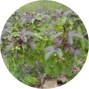 Jatropha gossypiifolia