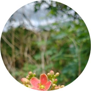 Jatropha mollissima - 