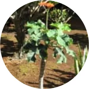 Jatropha podagrica - Plants