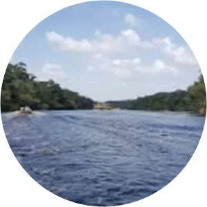 Jaú National Park - 