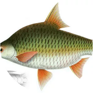Java barb