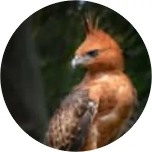Javan hawk-eagle