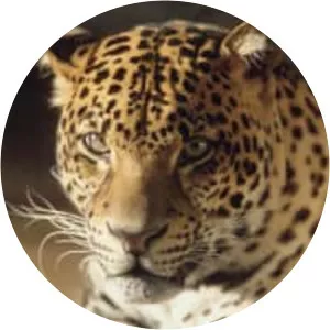 Javan leopard - Animal