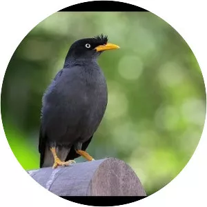 Javan myna