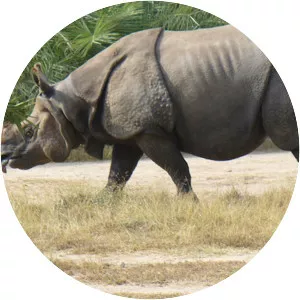 Javan rhinoceros