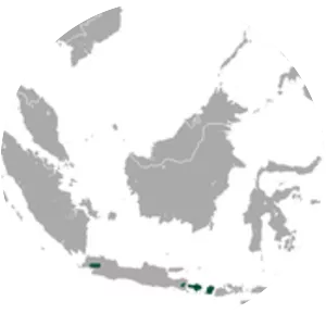 Javan tailless fruit bat
