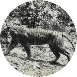 Javan tiger