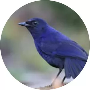 Javan whistling thrush