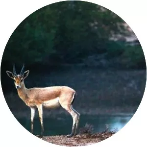 Jazīrat as Sīnīyah