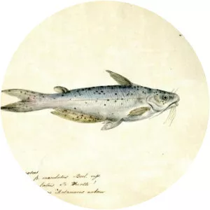 JeanLouis Berlandier